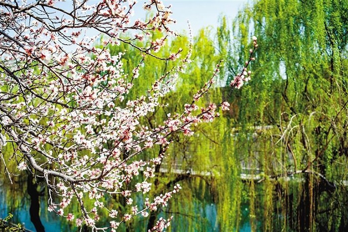 柳绿花红.jpg